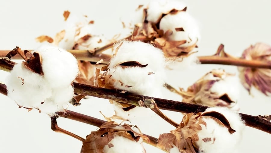 cotton-is-naturally-clean-no-chemical-washing-required
